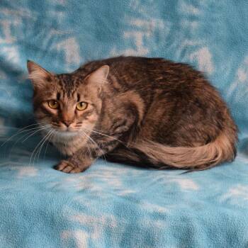Mishka -  Domestic Short Hair Cat Available for Adoption in Eureka, California - Mishka | PetCurious