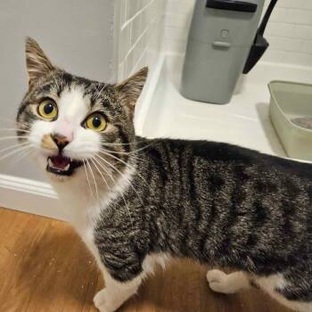 Domestic Short Hair Cats Available for Adoption in Abingdon, Maryland - 0426-81 FRA Bucky | PetCurious