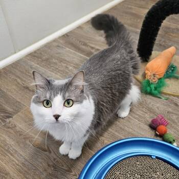 Domestic Medium Hair Cats Available for Adoption in Waynesville, North Carolina - Kit T. Cat | PetCurious