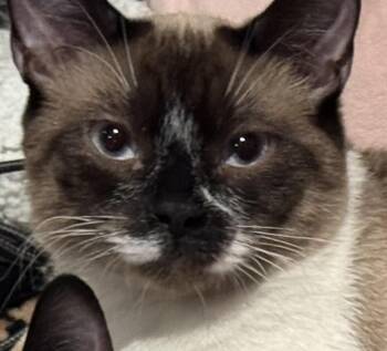 Siamese Cats Available for Adoption in Laguna Woods, California - Max (bonded With Leo) | PetCurious