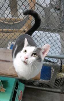 Rescue Domestic Short Hair Cats for Adoption in Syracuse, Indiana - Cuddles | PetCurious