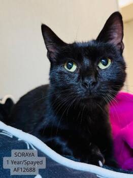 Domestic Short Hair Cats Available for Adoption - Soraya | PetCurious