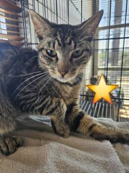 Cheerio -  Domestic Short Hair Cat for Adoption in Villa Park, California - Cheerio | PetCurious