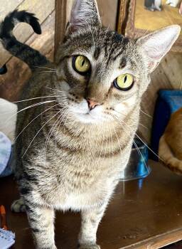 Tabby and Domestic Short Hair Cats Available for Adoption - Robyn | PetCurious