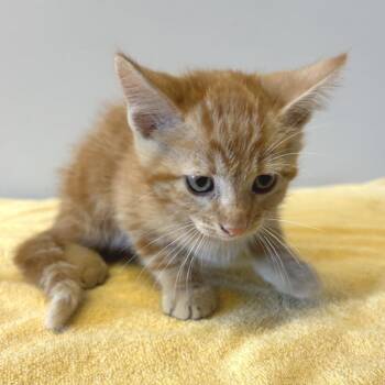 IVHS-Stray-142283 -  Domestic Short Hair Cat for Adoption in San Gabriel, California - IVHS-Stray-142283 | PetCurious