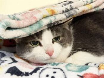Domestic Short Hair Cats Available for Adoption in Fort Lauderdale, Florida - BAILEY | PetCurious