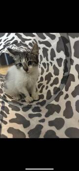 Rescue Domestic Short Hair and Tabby Cats for Adoption in Rochester Hills, Michigan - Henry | PetCurious