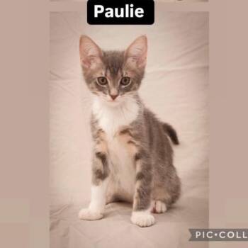Paulie-FS -  Domestic Short Hair Cat for Adoption in Orangevale, California - Paulie-FS | PetCurious
