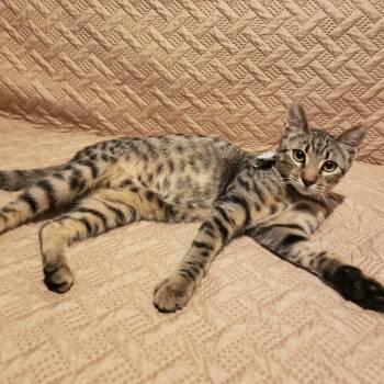 Rescue Tabby Cats for Adoption - Tiger | PetCurious