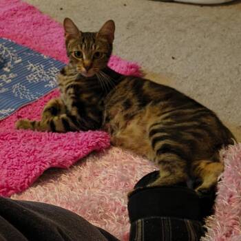 Cappuccino -  Domestic Short Hair Cat for Adoption in Columbia, Missouri - Cappuccino | PetCurious