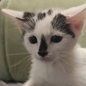 July -  Domestic Short Hair Cat for Adoption in Winston-salem, North Carolina - July | PetCurious