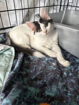 Rescue Domestic Medium Hair Cats for Adoption in Warrington, Pennsylvania - Rose | PetCurious