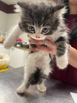 Hawkeye -  Persian Cat for Adoption in Fall River, Massachusetts - Hawkeye | PetCurious