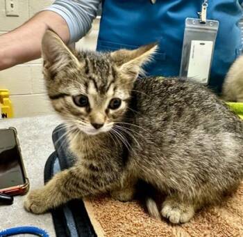 Belldandy -  Domestic Short Hair Cat for Adoption in Westland, Michigan - Belldandy | PetCurious