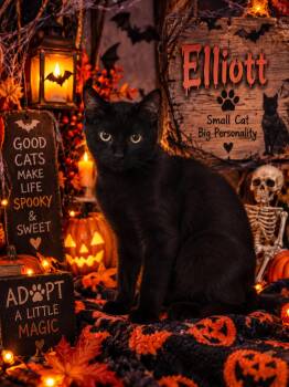 Elliott -  American Shorthair Cat for Adoption in Greensboro, Alabama - Elliott | PetCurious