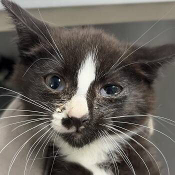 Maya @ Dorchester Road PetSmart -  Domestic Short Hair Cat Available for Adoption in Summerville, South Carolina - Maya @ Dorchester Road PetSmart | PetCurious