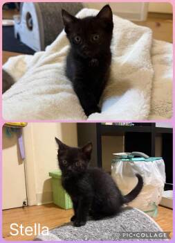 Stella -  Domestic Short Hair Cat for Adoption in Newberg, Oregon - Stella | PetCurious