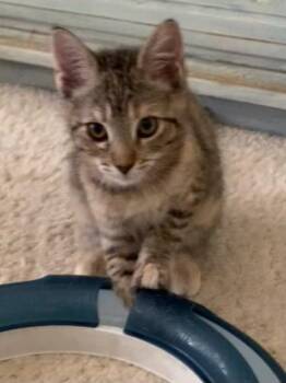 Rescue Torbie Cats for Adoption in Parlier, California - Claudia | PetCurious