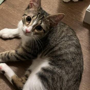 Zippy bonded to Cricket -  Domestic Short Hair Cat for Adoption in Greenfield, Indiana - Zippy Bonded To Cricket | PetCurious