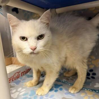 Rescue Domestic Long Hair Cats for Adoption in Martinsville, Virginia - Hope | PetCurious