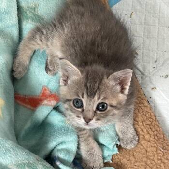 Delaney -  Domestic Short Hair Cat for Adoption in Ferndale, Michigan - Delaney | PetCurious