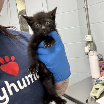 Cooper (Brown) -  Domestic Short Hair Cat for Adoption in Indianapolis, Indiana - Cooper (Brown) | PetCurious