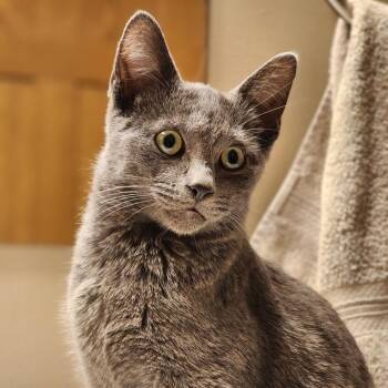 50th Ave SE Found -  Domestic Short Hair Cat for Adoption in Rochester, Minnesota - 50th Ave SE Found | PetCurious