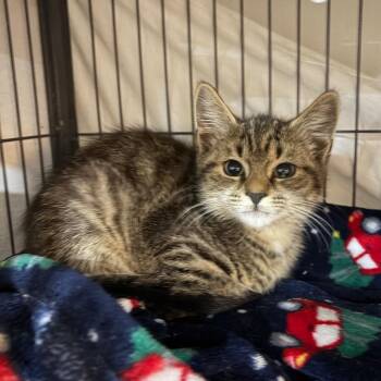 Talbot -  Domestic Short Hair Cat for Adoption in Waldorf, Maryland - Talbot | PetCurious