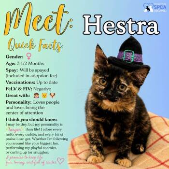 Hestra -  Domestic Short Hair Cat for Adoption in Fulton, New York - Hestra | PetCurious