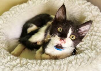 Domestic Short Hair Cats Available for Adoption - DOC HOLIDAY | PetCurious