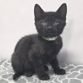 Domestic Short Hair Cats Available for Adoption in Fort Wayne, Indiana - Thor | PetCurious
