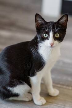 William -  Tuxedo Cat for Adoption in Lampasas, Texas - William | PetCurious