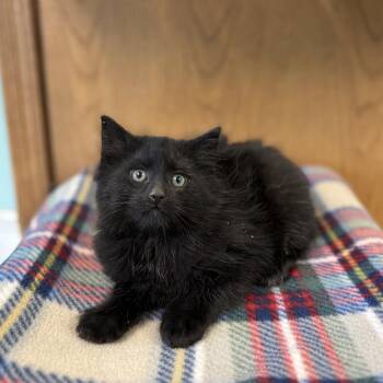 Domestic Medium Hair Cats Available for Adoption in Fargo, North Dakota - Cubanelle | PetCurious
