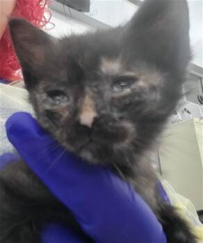 Domestic Long Hair Cats Available for Adoption in Dallas, Texas - POMELO | PetCurious