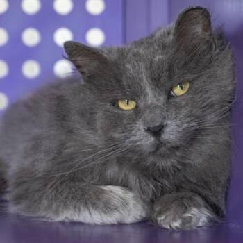 Mr. Puff -  Domestic Long Hair Cat for Adoption in Pontiac, Michigan - Mr. Puff | PetCurious