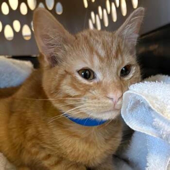 Domestic Short Hair Cats Available for Adoption - Jupiter | PetCurious