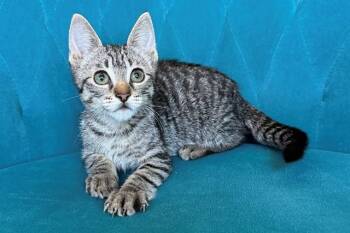 MBAPPE -  Domestic Short Hair Cat for Adoption in Tustin, California - MBAPPE | PetCurious