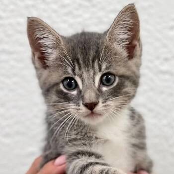 Michael -  Domestic Short Hair Cat for Adoption in Tampa, Florida - Michael | PetCurious