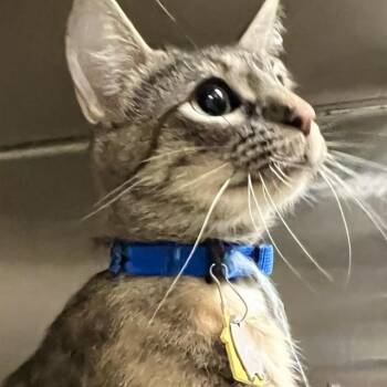 FAHRENHEIT -  Domestic Short Hair Cat for Adoption in St. Louis, Missouri - FAHRENHEIT | PetCurious