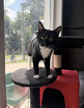 Dill -  Domestic Medium Hair Cat for Adoption in Nashville, Tennessee - Dill | PetCurious