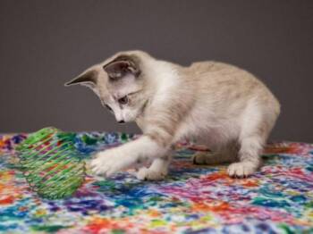 SAMANTHA -  Domestic Medium Hair Cat for Adoption in Santa Fe, New Mexico - SAMANTHA | PetCurious