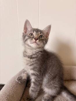 Panini IN FOSTER -  Domestic Short Hair Cat for Adoption in Danielsville, Georgia - Panini IN FOSTER | PetCurious
