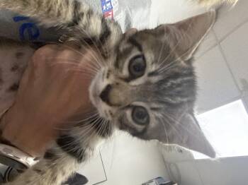 Yamaha -  Domestic Short Hair Cat for Adoption in Houston, Texas - Yamaha | PetCurious