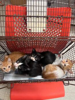 26-1305C -  Domestic Short Hair Cat for Adoption in Sorrento, Louisiana - 26-1305C | PetCurious
