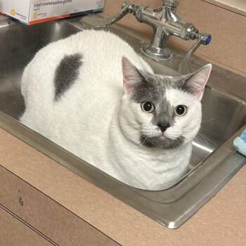 Domestic Short Hair Cats Available for Adoption - Chanel | PetCurious