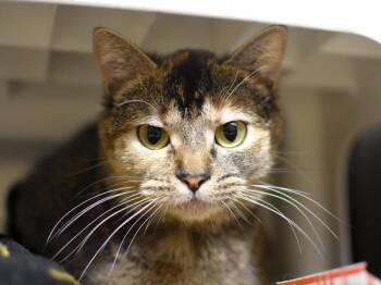 Domestic Short Hair Cats Available for Adoption - Silly Sally | PetCurious