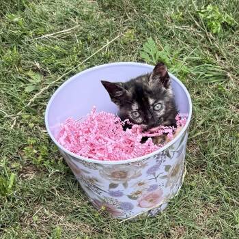 Turtle -  Domestic Short Hair Cat for Adoption in Enterprise, Alabama - Turtle | PetCurious