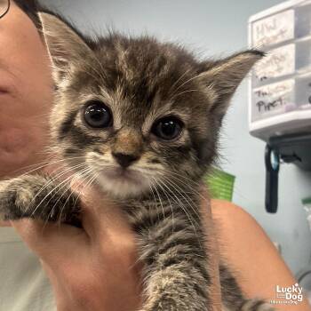 Domestic Short Hair Cats Available for Adoption in Washington, District Of Columbia - Tilly | PetCurious