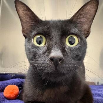 Merlin -  Domestic Short Hair Cat for Adoption in Milton, Florida - Merlin | PetCurious