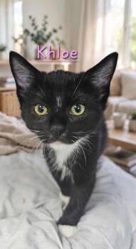 Khloe -  Domestic Short Hair Cat for Adoption in Jim Thorpe, Pennsylvania - Khloe | PetCurious